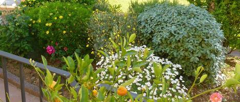 A garden with a pool, a gazebo, and a variety of plants and flowers.