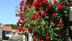 A building with a red flower-covered wall, a sign with a deer, and a clear blue sky. - Gasthaus Brauner Hirsch (Hann. Muenden)
