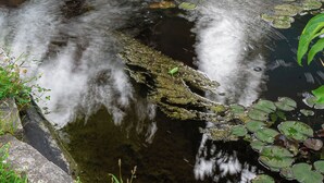 Una pequeña cascada en un jardín con una terraza de madera y abundante vegetación.