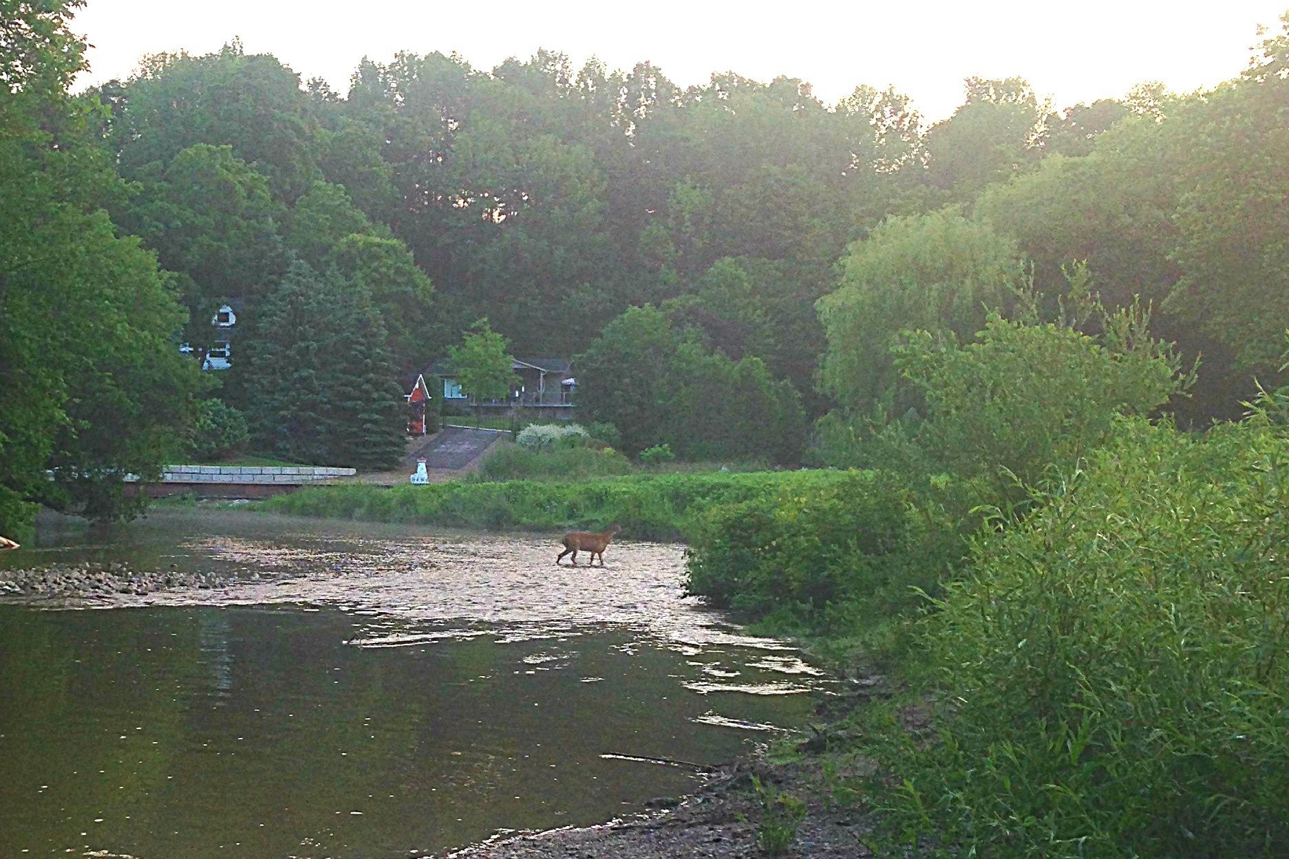 En flod med en hund nära vattenbrynet, omgiven av tät grönska och en liten byggnad i bakgrunden.