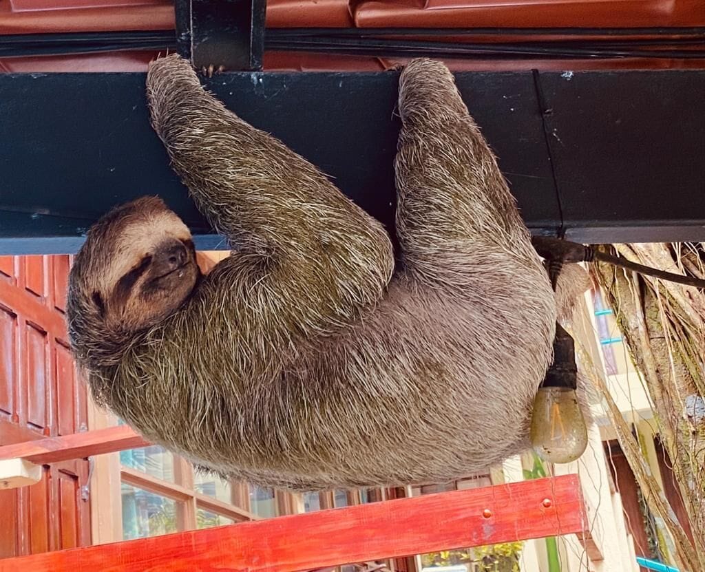 Photo - Jungle Beach Hotel Manuel Antonio