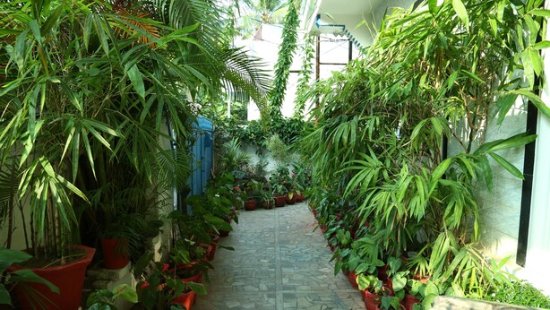 A narrow stone pathway flanked by potted plants and greenery, leading to a building entrance. - Dream Catcher Home Stay (Kochi)