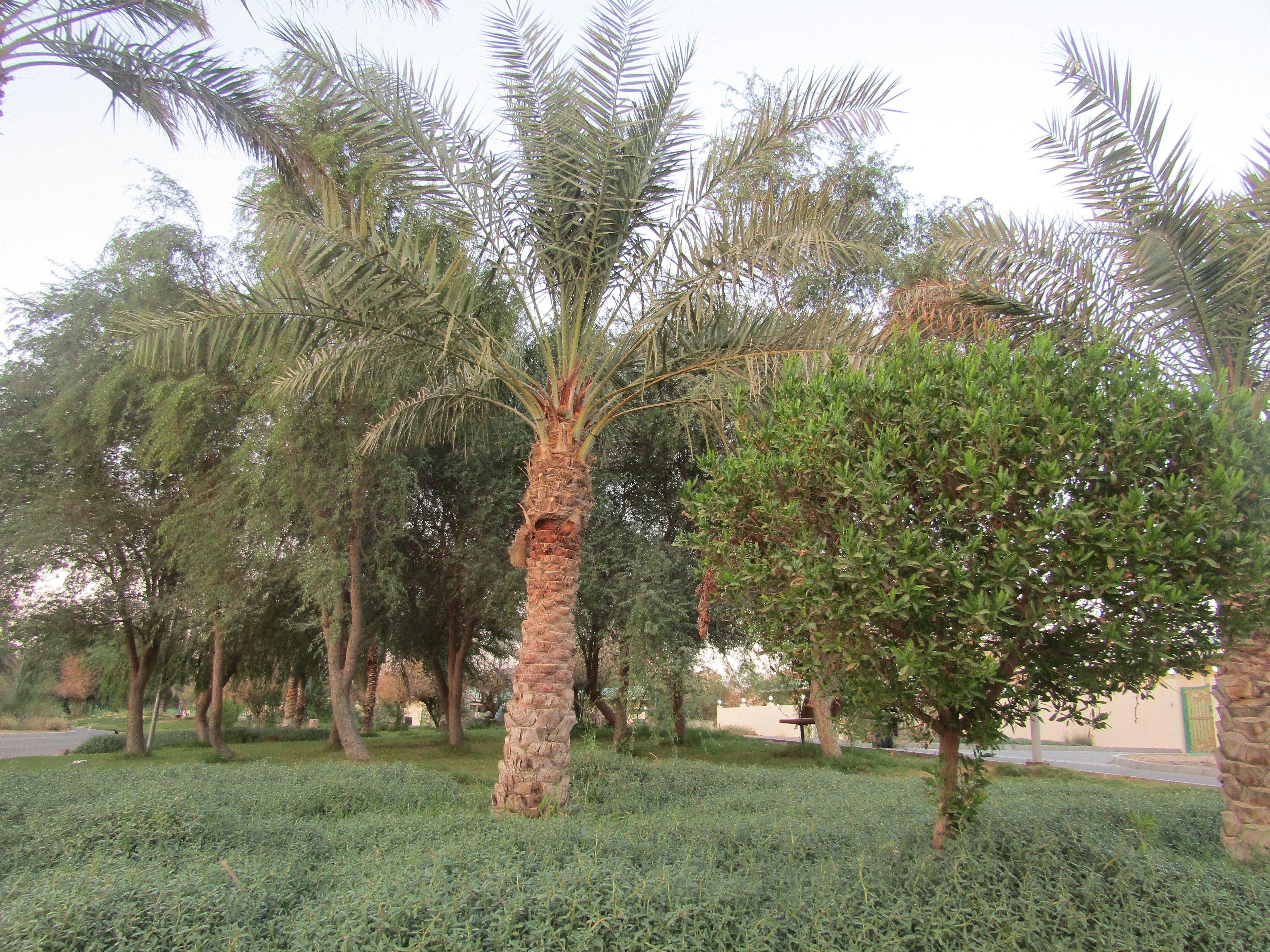 A palm tree in a landscaped area with other trees and a grassy foreground.