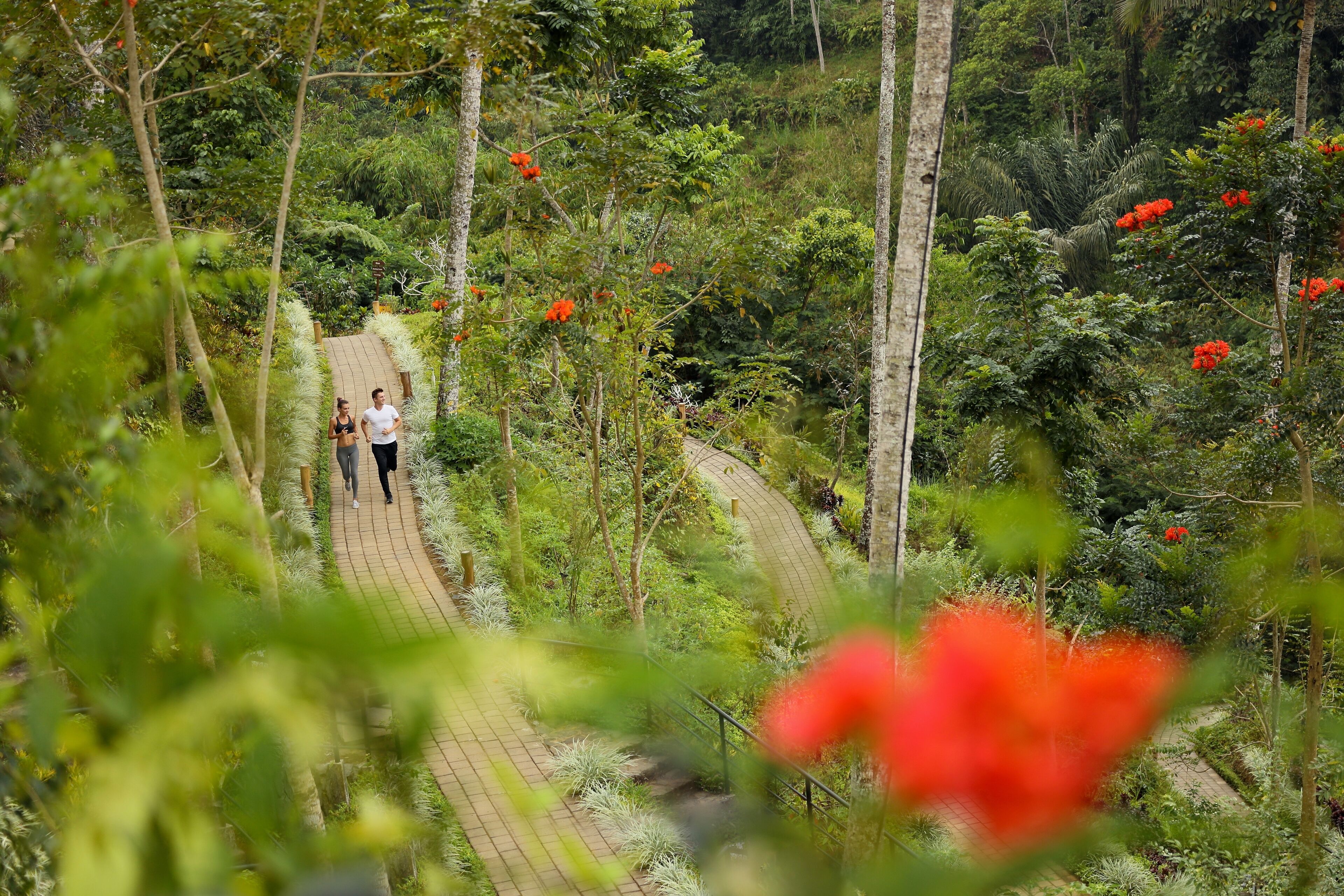 A pathway through a lush, green forest with red flowers and tall trees.