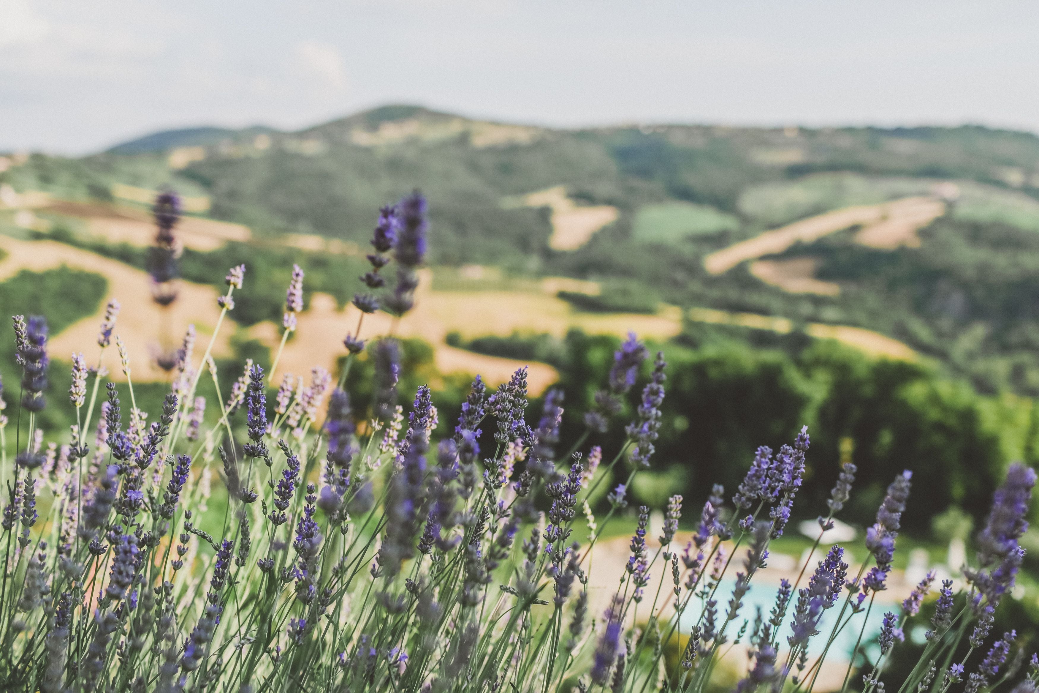 Campos de lavanda con un paisaje montañoso al fondo.