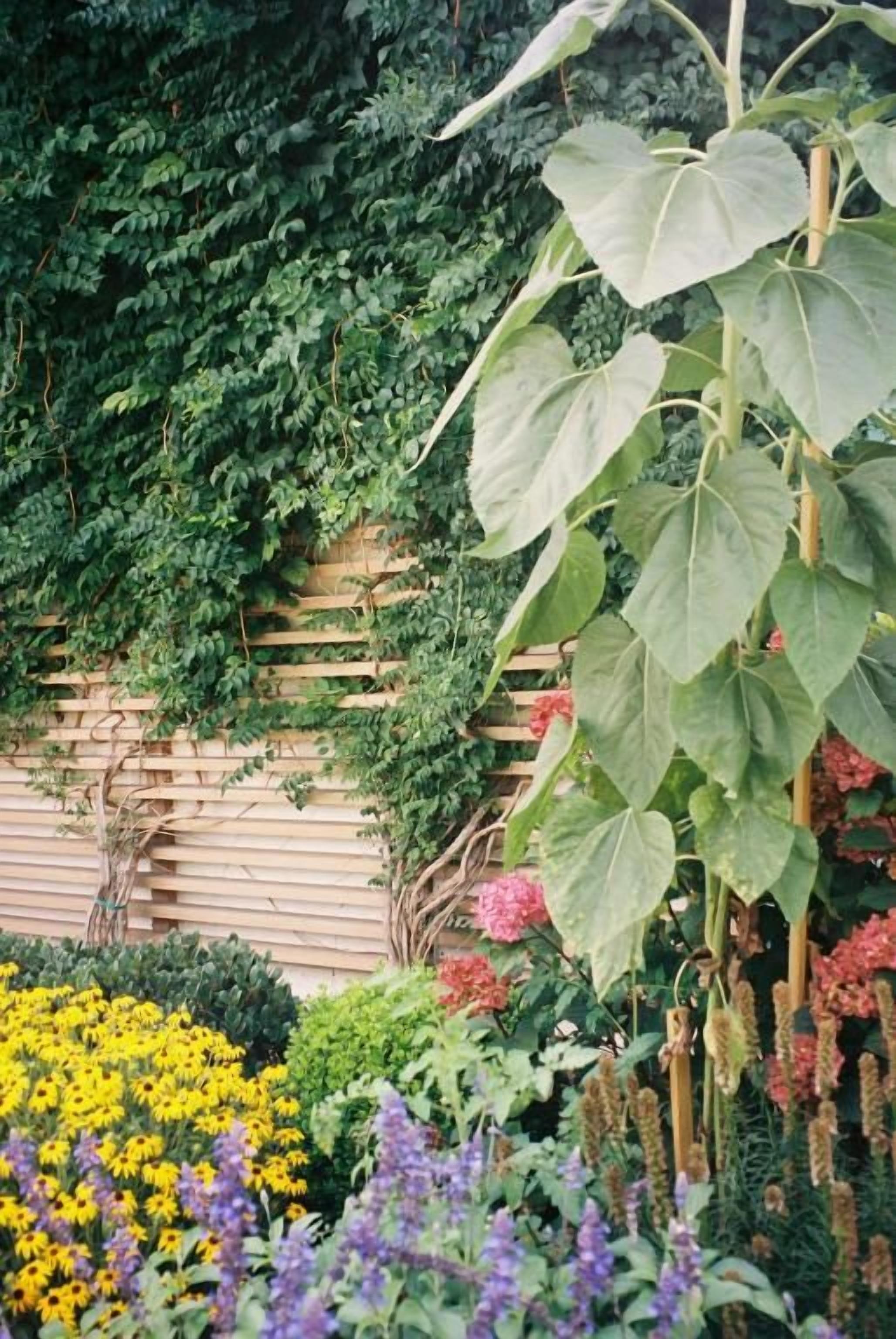 Un jardí amb una tanca de fusta, plantes diverses i flors.