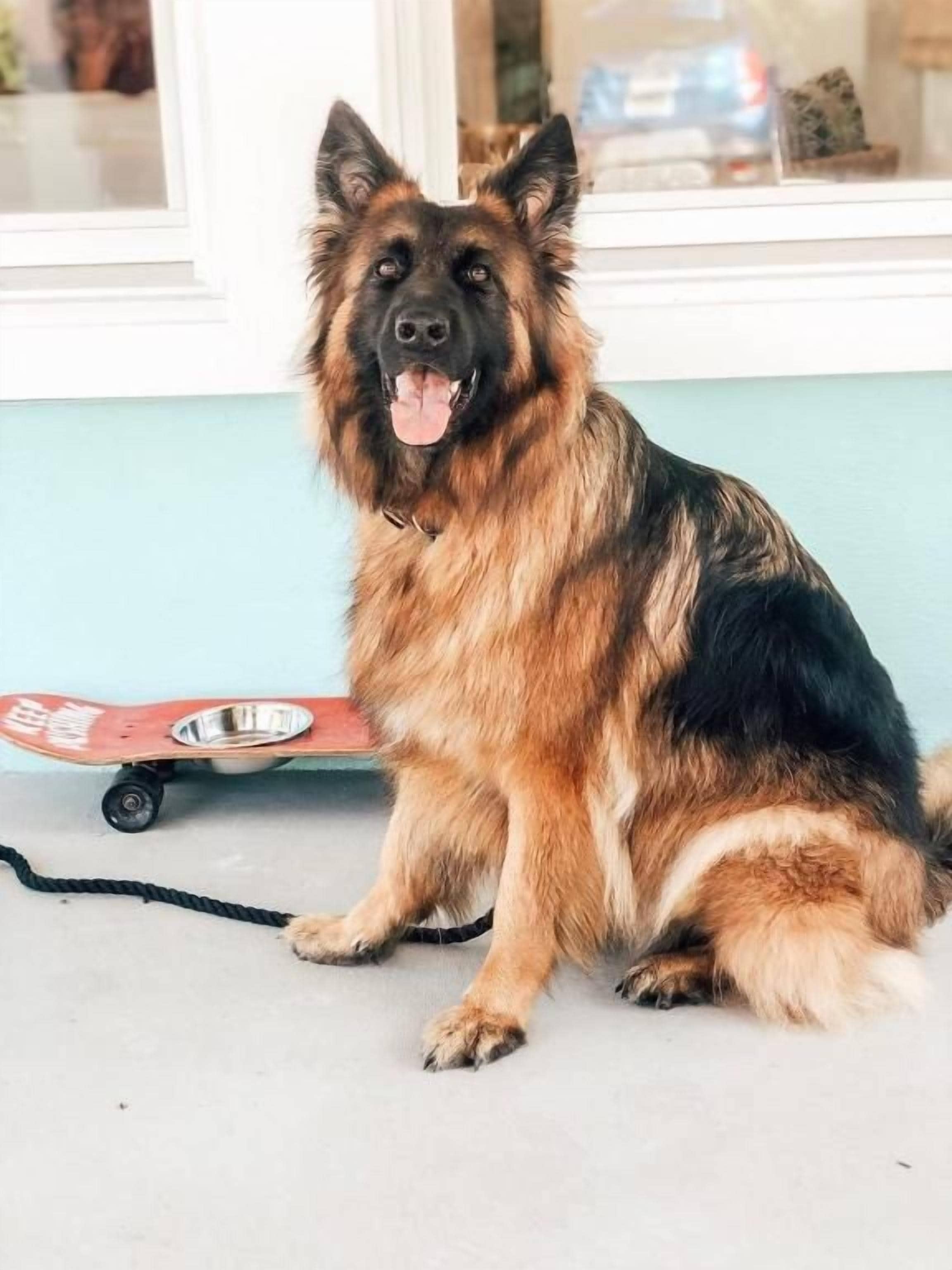 A dog sitting on a concrete floor with a skateboard nearby.
