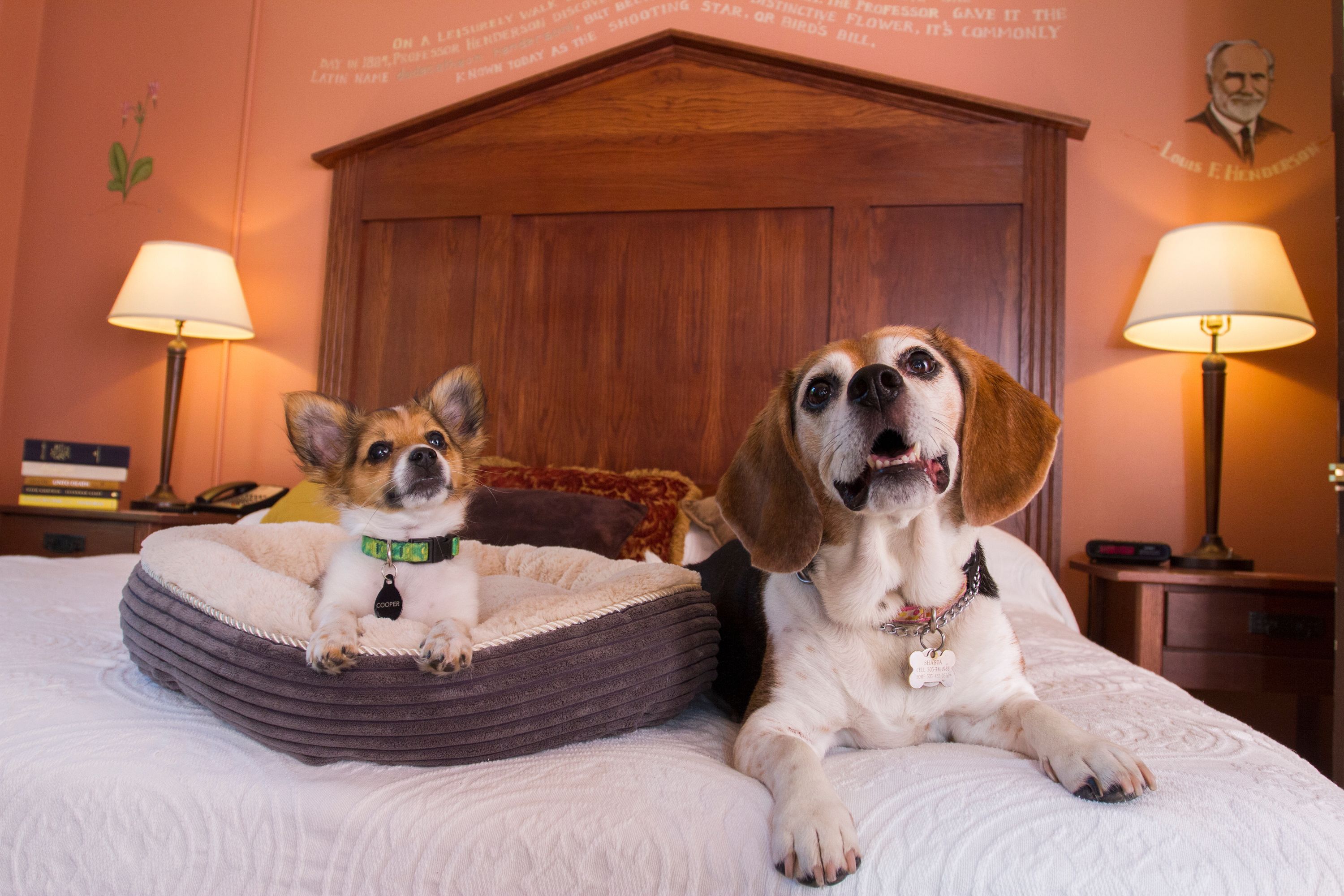 Two dogs in a bed with a wooden headboard, a lamp on each side, and a wall with a quote and a portrait.
