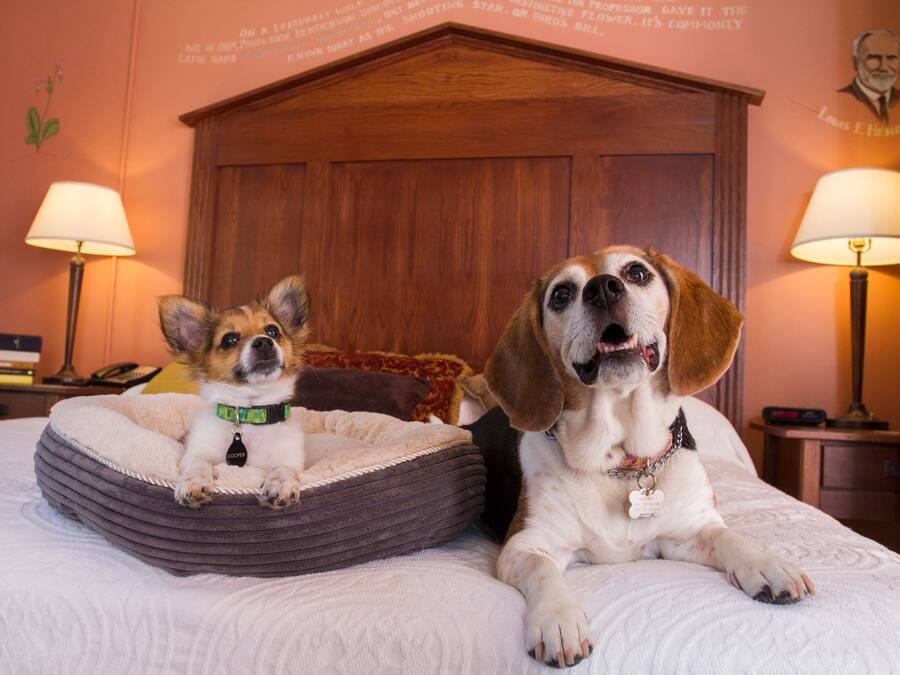 Two dogs in a bed with a wooden headboard, a lamp on each side, and a wall with a quote and a portrait.
