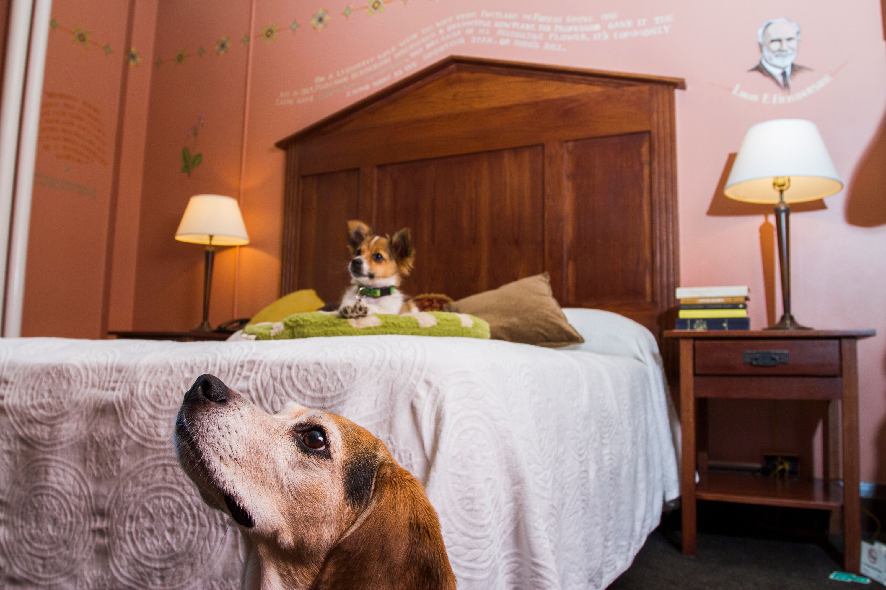 Een slaapkamer met een houten hoofdbord, een bed met een witte spreidek en een groene plaid, en een hond die op het bed zit. Er staat een nachtkastje met een lamp en een stapel boeken.