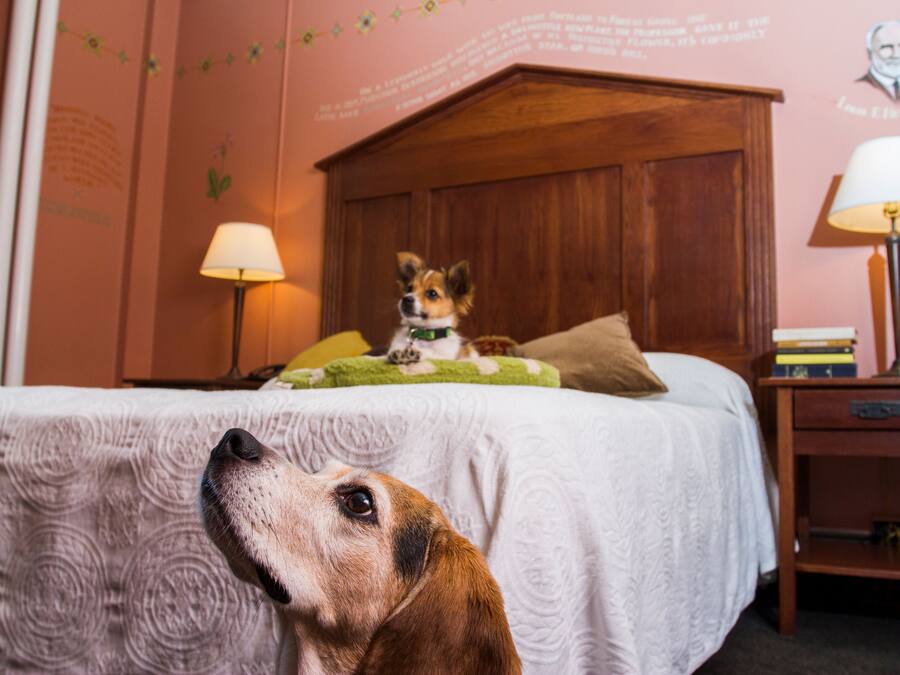 Een slaapkamer met een houten hoofdbord, een bed met een witte spreidek en een groene plaid, en een hond die op het bed zit. Er staat een nachtkastje met een lamp en een stapel boeken.