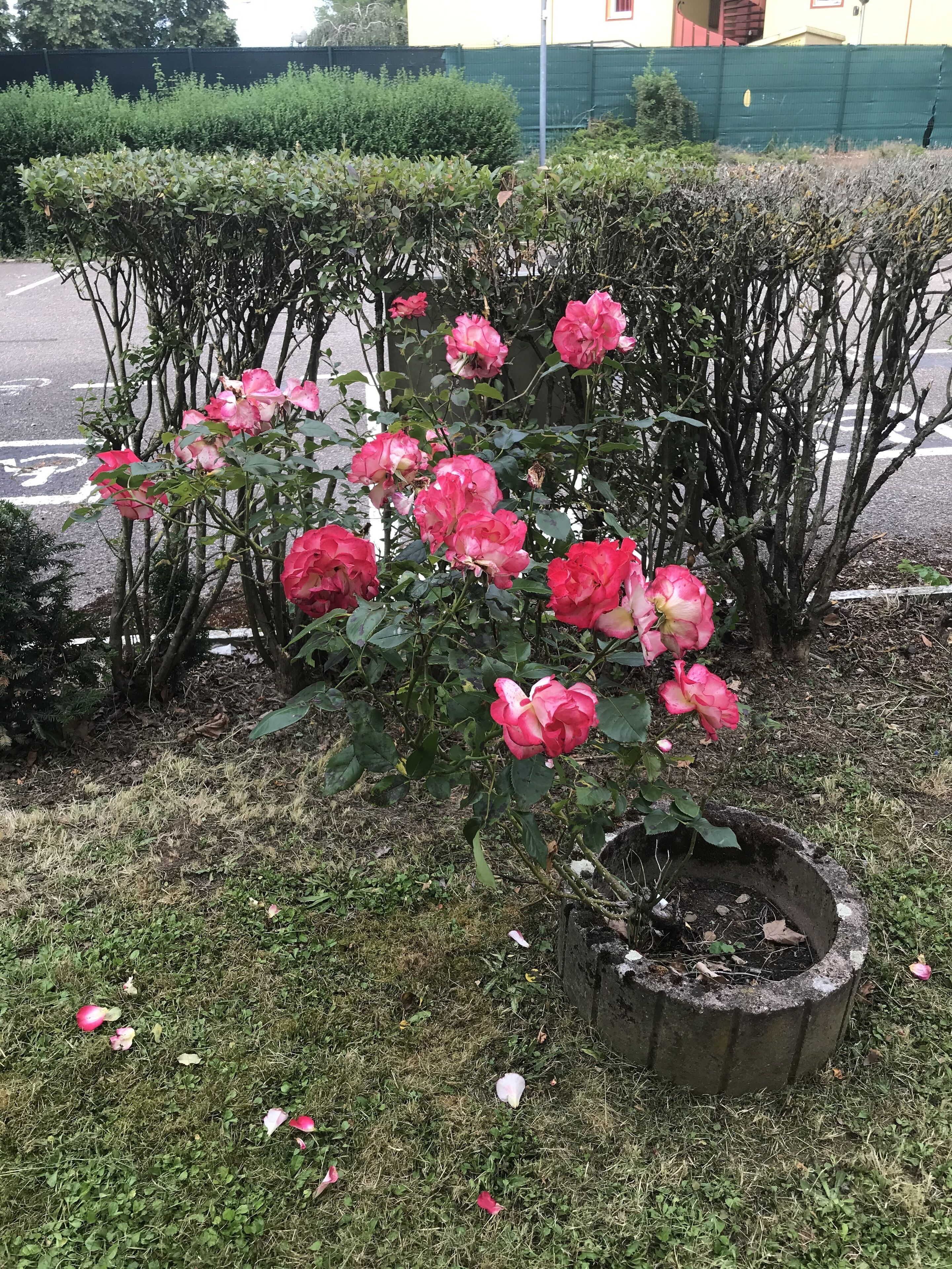 A rose bush with pink flowers in a planter, surrounded by grass and other greenery.