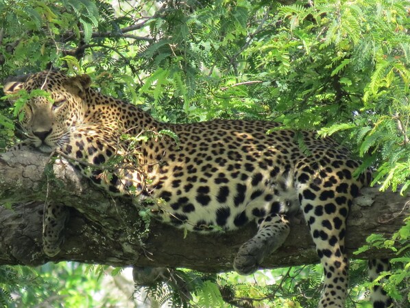 A leopard resting on a tree branch in a natural setting. - Koragaha Lodge (Thissamaharama)