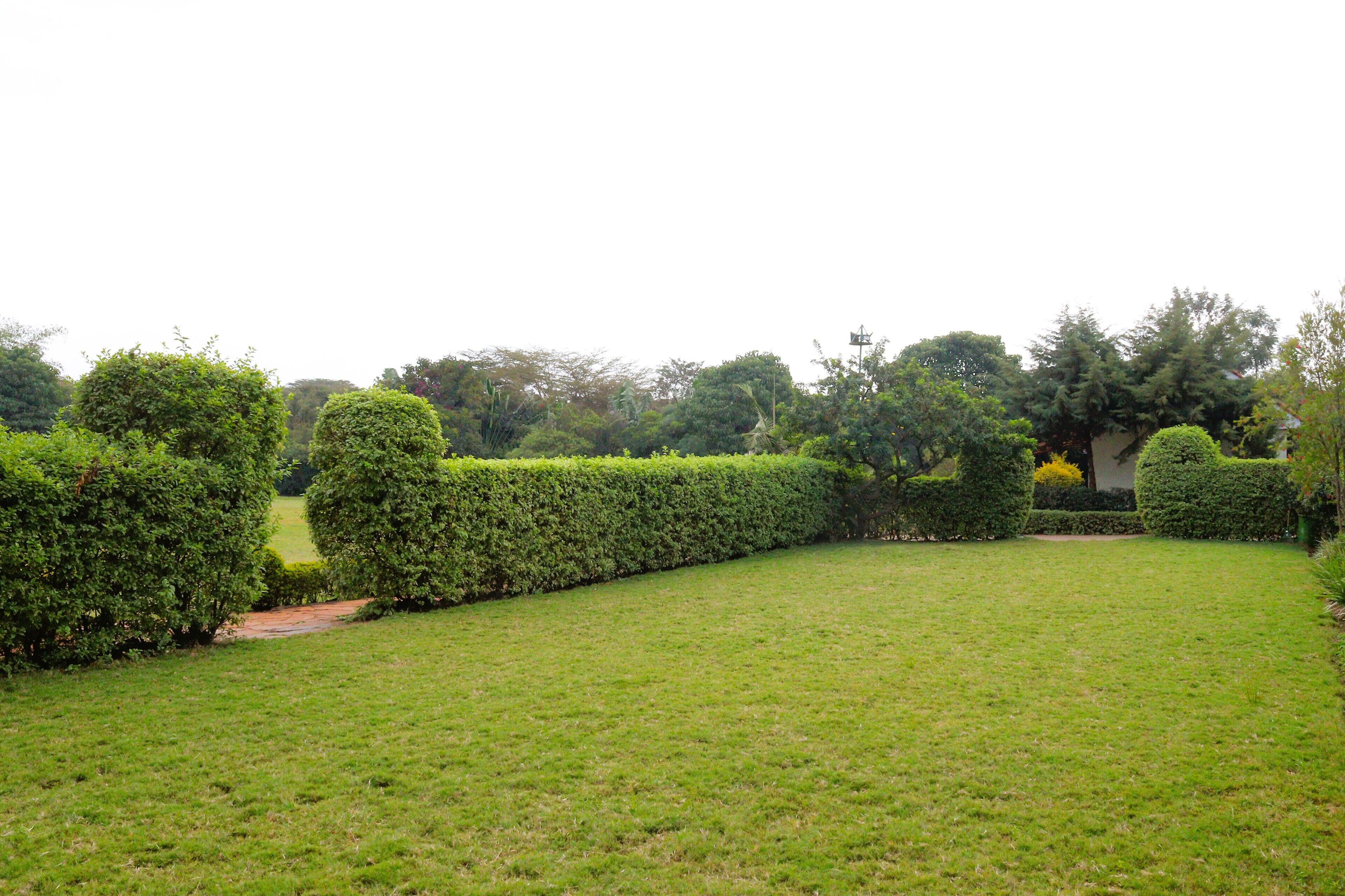 A well-maintained garden with neatly trimmed hedges and a grassy lawn.