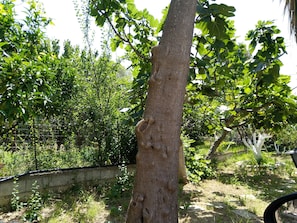 Jardí