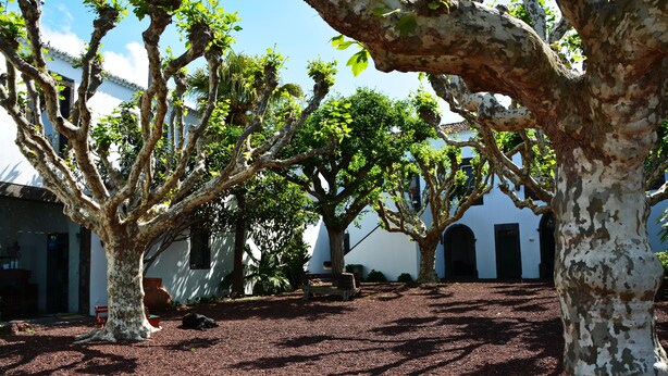A courtyard with trees, gravel ground, and a white building with arches. - Convento de São Francisco (Vila Franca do Campo)