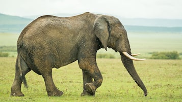 Game viewing