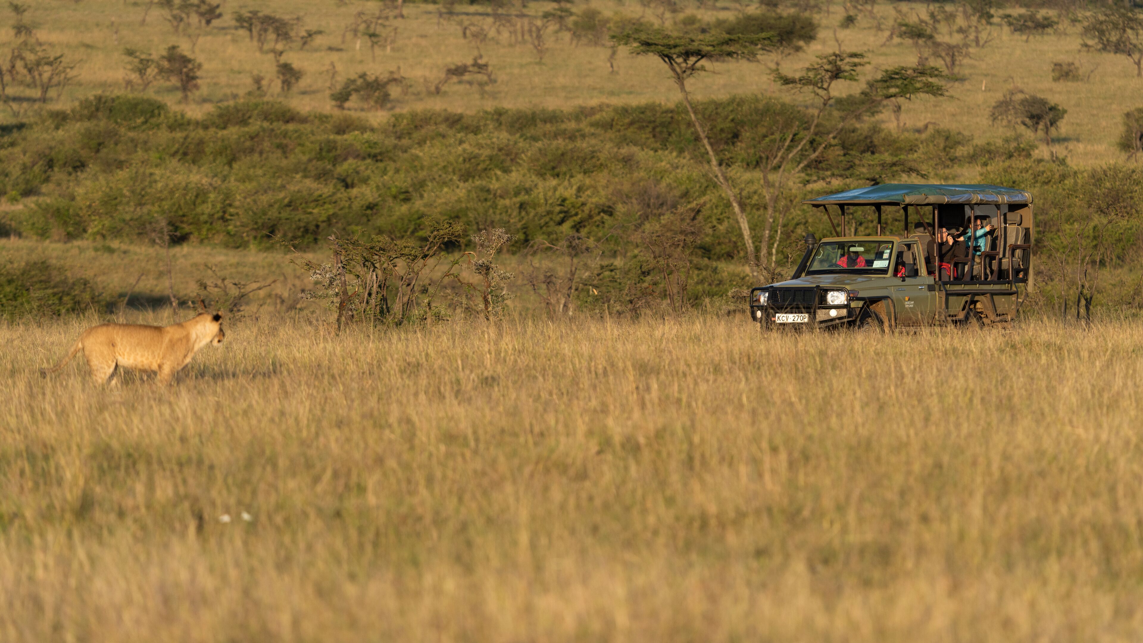 Un veicolo safari con passeggeri, una leonessa e un paesaggio della savana.