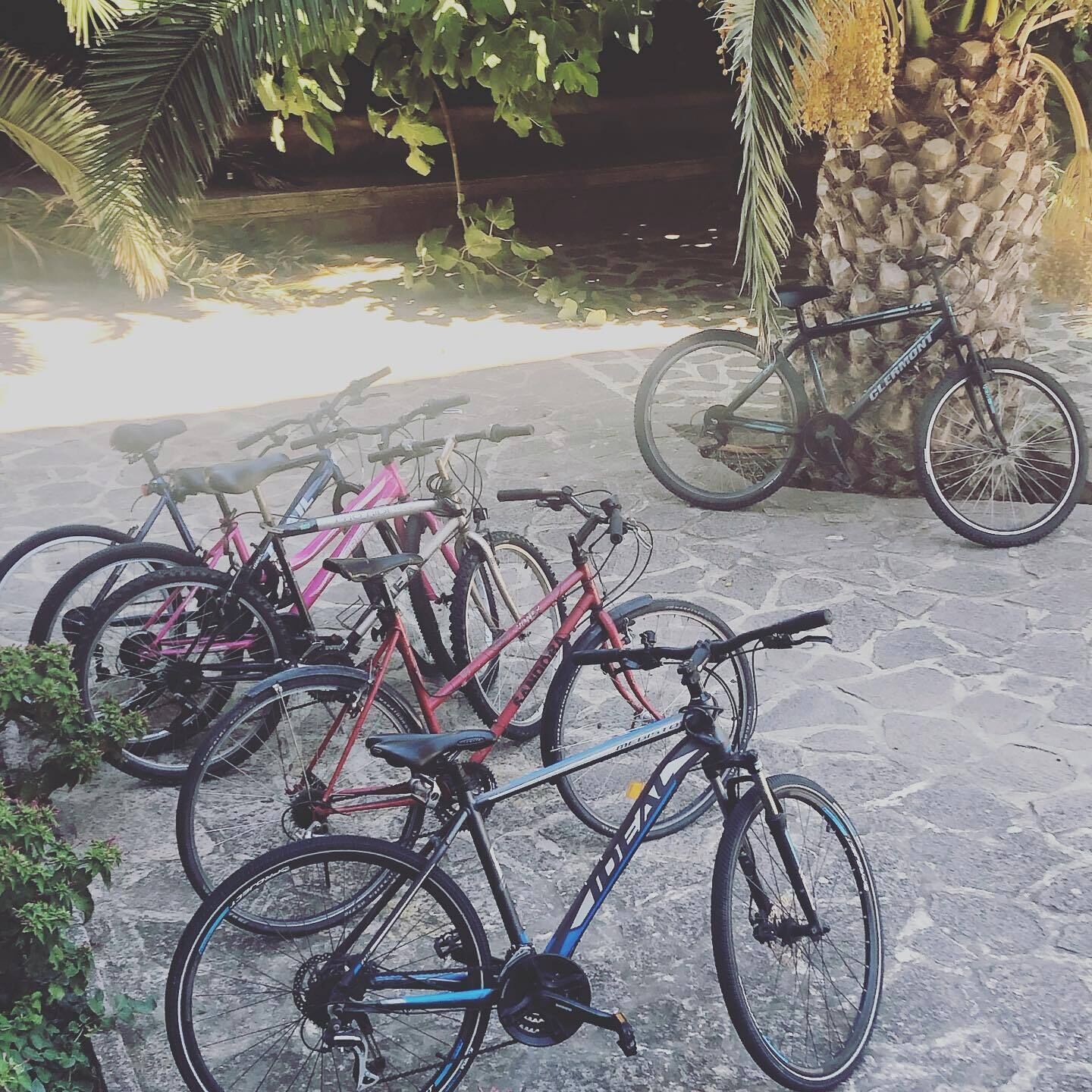Des vélos sont garés dans un espace extérieur doté d’un sol en pierre et agrémenté de verdure.