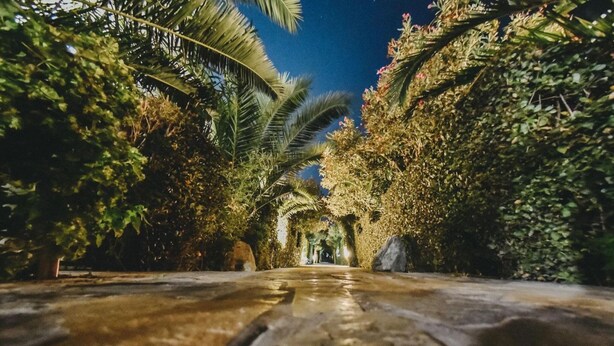 Un sendero bordeado de abundante vegetación y palmeras, que conduce a una estructura distante.