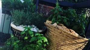A garden with various potted plants, including a large white basket filled with green leaves and a woven basket with white pebbles. - Hotel Lux (Cesenatico)