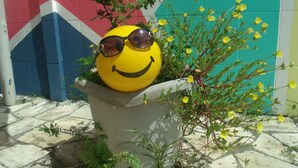 Una planta en test amb un objecte esfèric groc que sembla una cara somrient amb ulleres de sol.