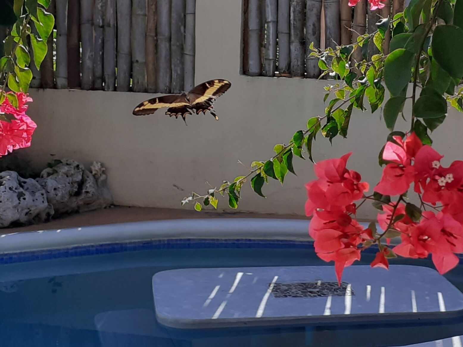 A butterfly near a pool with a bamboo fence and pink flowers in the background.