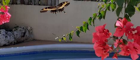 A butterfly near a pool with a bamboo fence and pink flowers in the background.