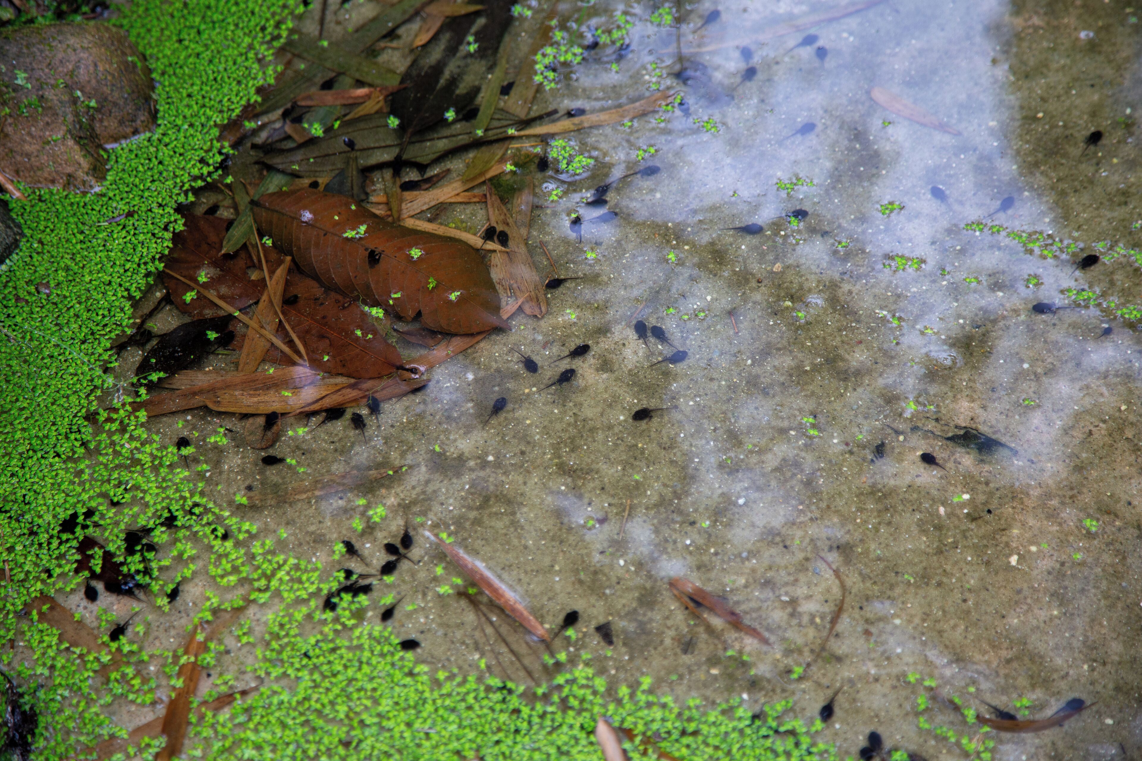 executive cabin | minibar, blackout curtains, bed sheets