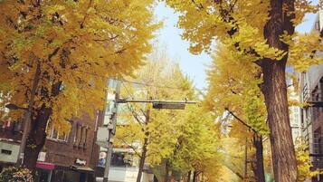 A tree-lined street with buildings on either side.