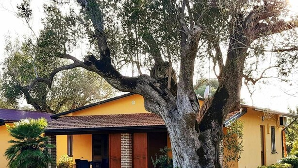 Un edificio giallo con un grande albero di fronte, un patio con sedie e un piccolo giardino.