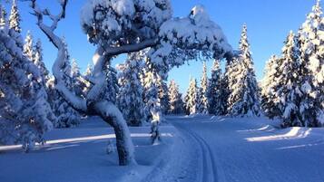 Una carretera cubierta de nieve bordeada de árboles.