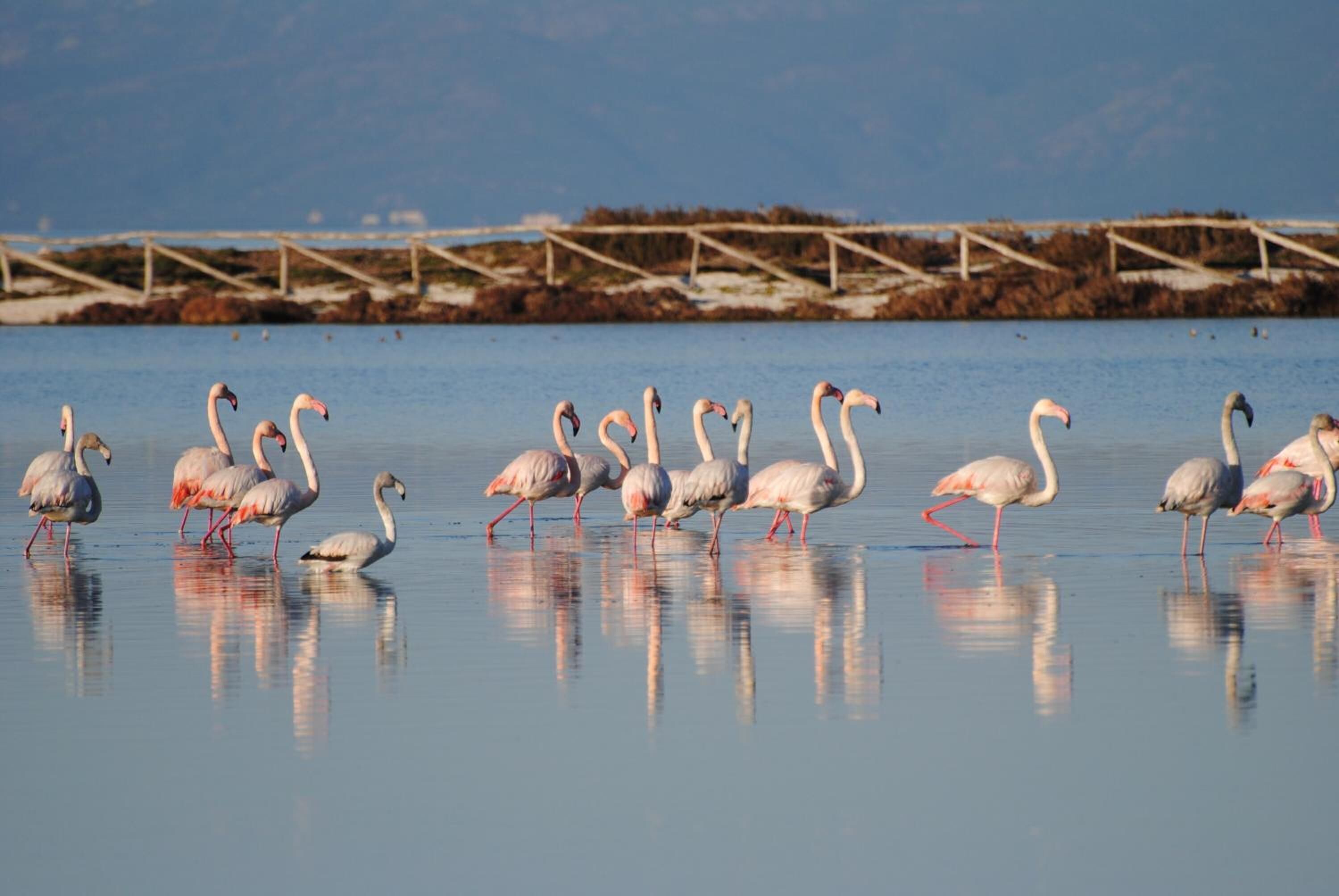 A group of flamingos standing in shallow water with reflections visible.
