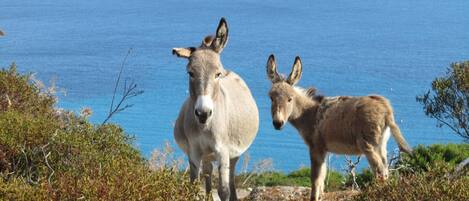 Two donkeys standing on a rocky terrain with a body of water in the background.