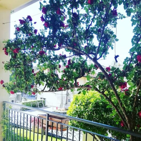 Terrace/patio - Hotel Fioroni (11106907) (Bellagio)