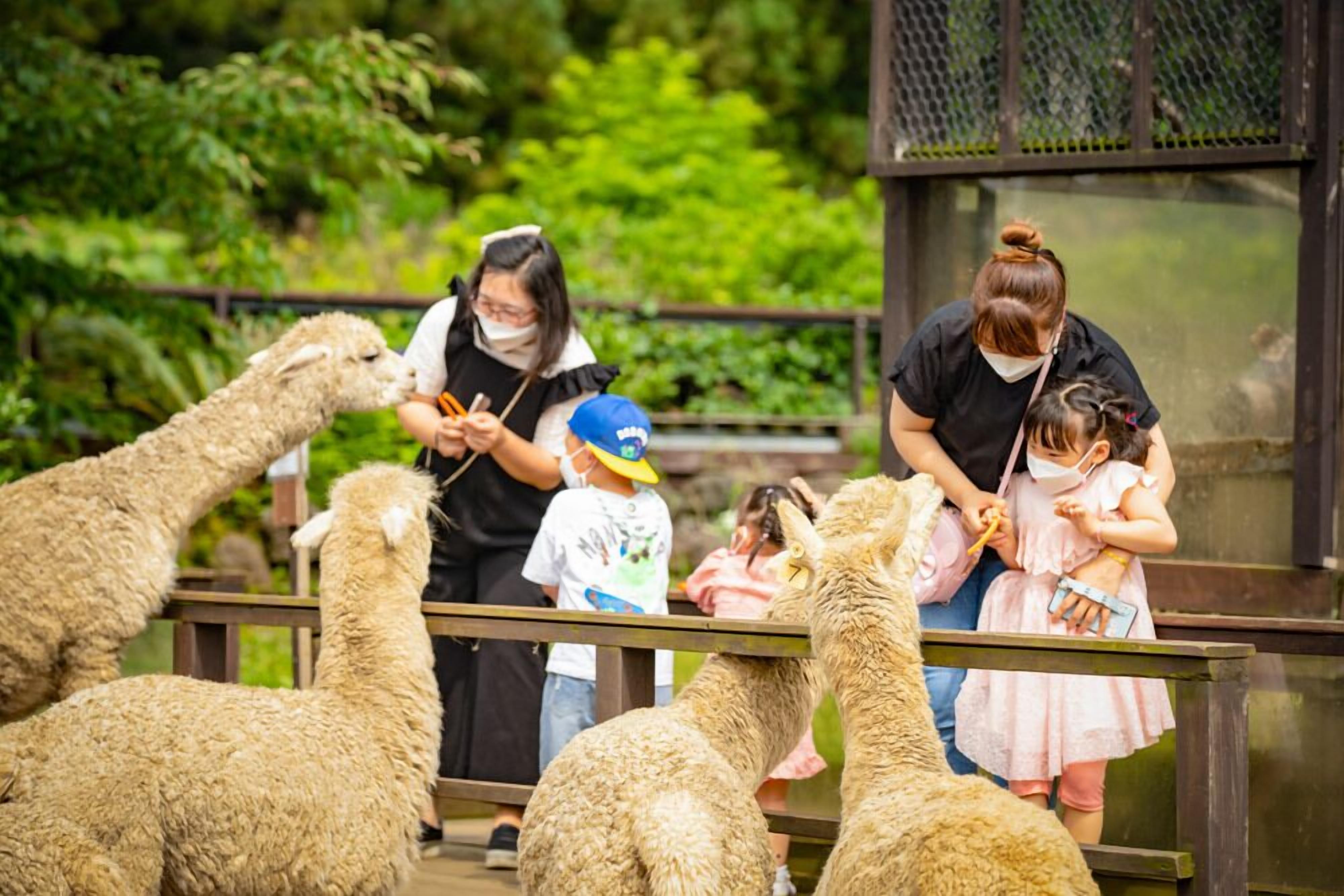 Un grupo de llamas en un cercado con visitantes.