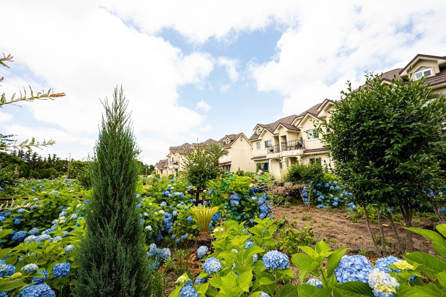 A residential area with houses, a garden with hydrangeas, and a clear sky.