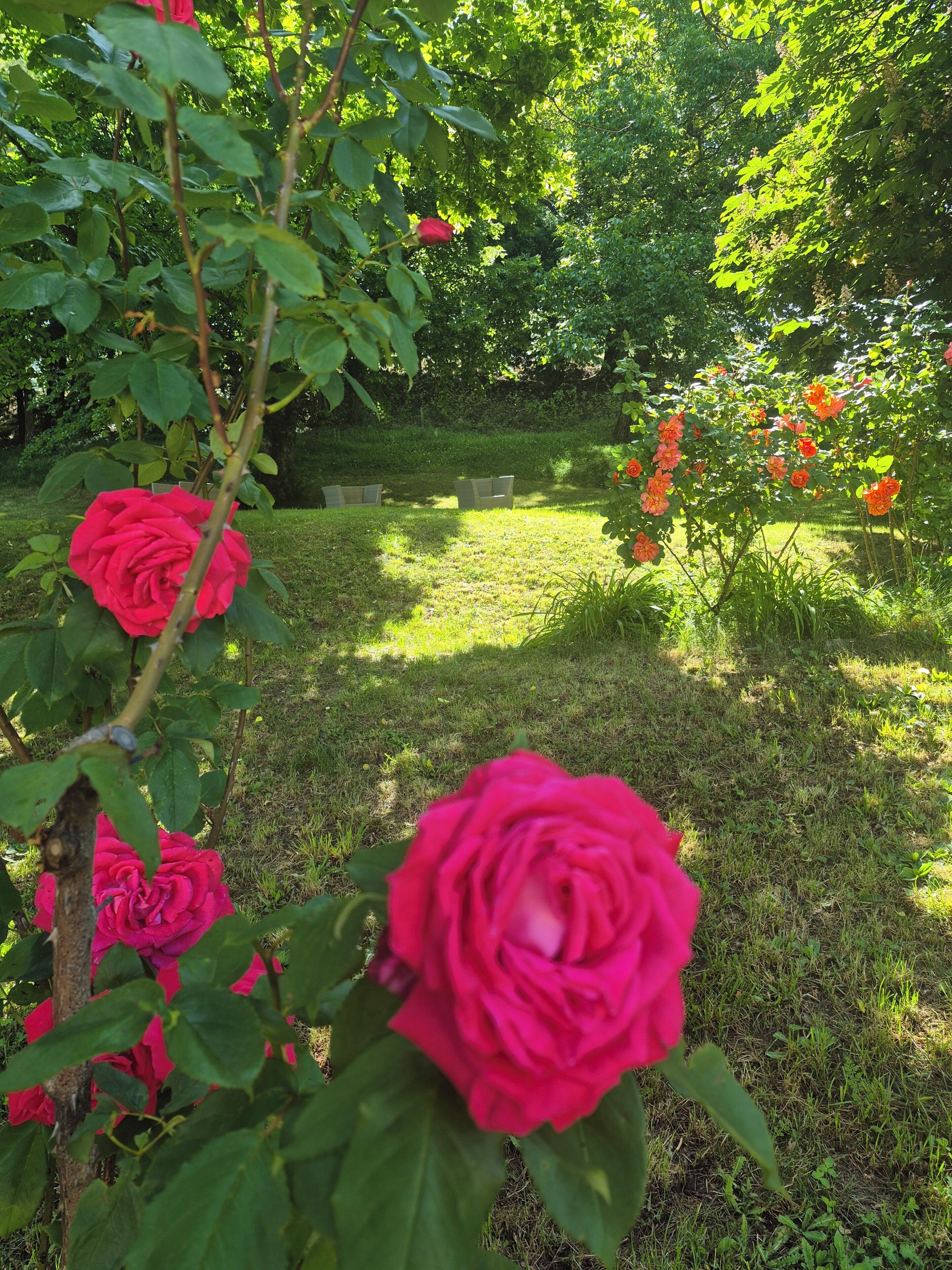 Een tuin met rozen en groene begroeiing.