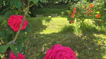 Een tuin met rozen en groene begroeiing.