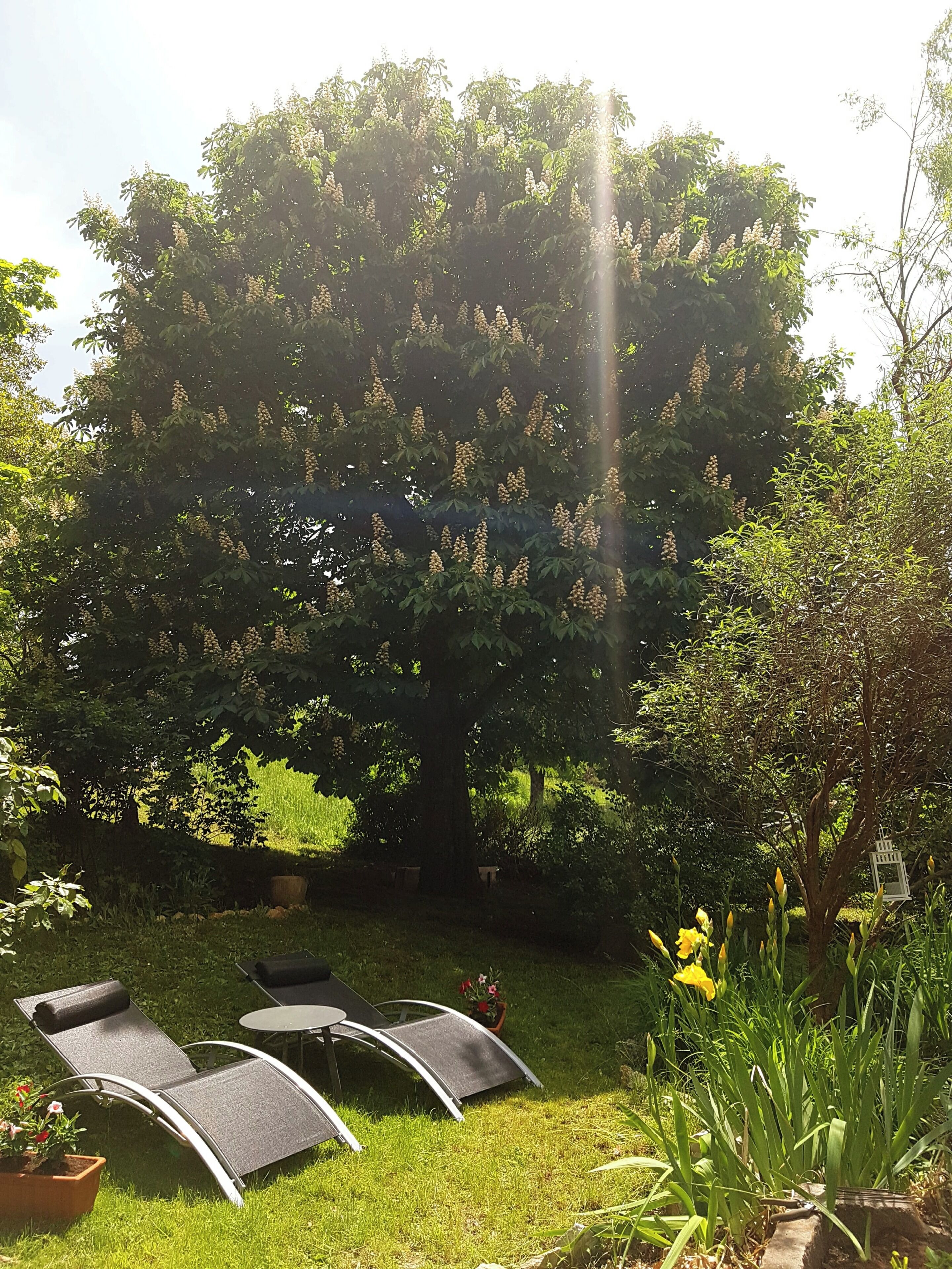 Een tuin met een grote boom, een zitgedeelte met lounge fauteuils en een kleine tafel.