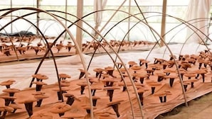 Un invernadero con hileras de plantas sostenidas por arcos.