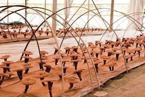 A greenhouse with rows of plants supported by arches.