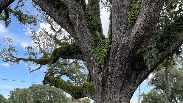 A large tree with a circular flower bed in the center of a parking lot. - Castillo Inn (St. Augustine)