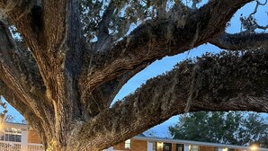 A large tree with a sign, a building with a balcony, and parked cars. - Castillo Inn (St. Augustine)