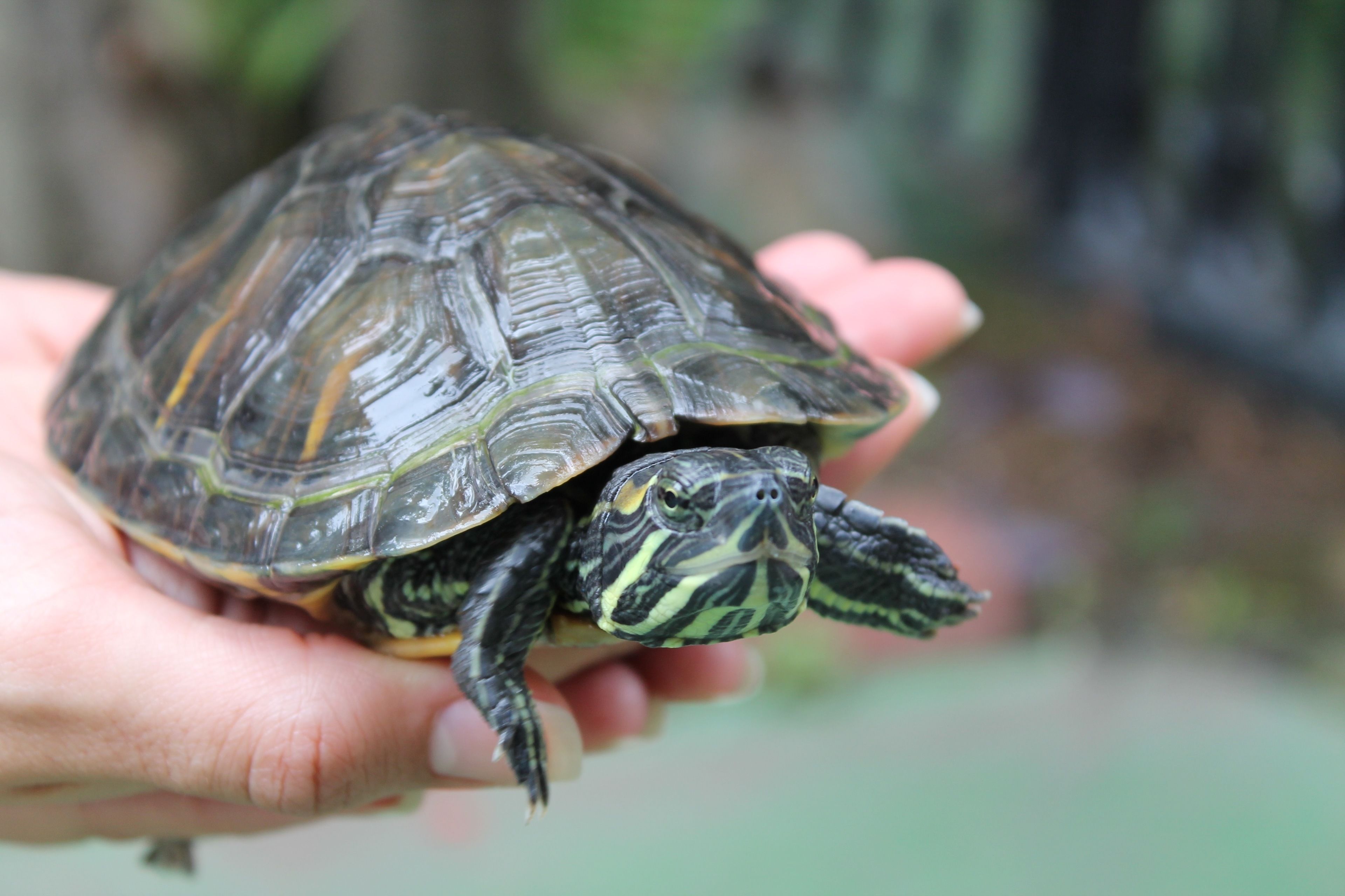 Foto - Hostal Cocos Inn