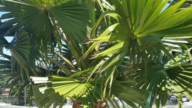 A palm tree with a textured trunk and green fronds. - Budget Inn Vallejo/Napa Valley (Vallejo)