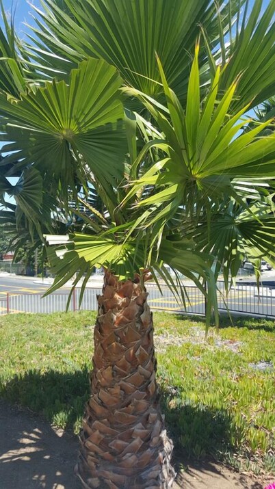 Budget Inn Vallejo/Napa Valley