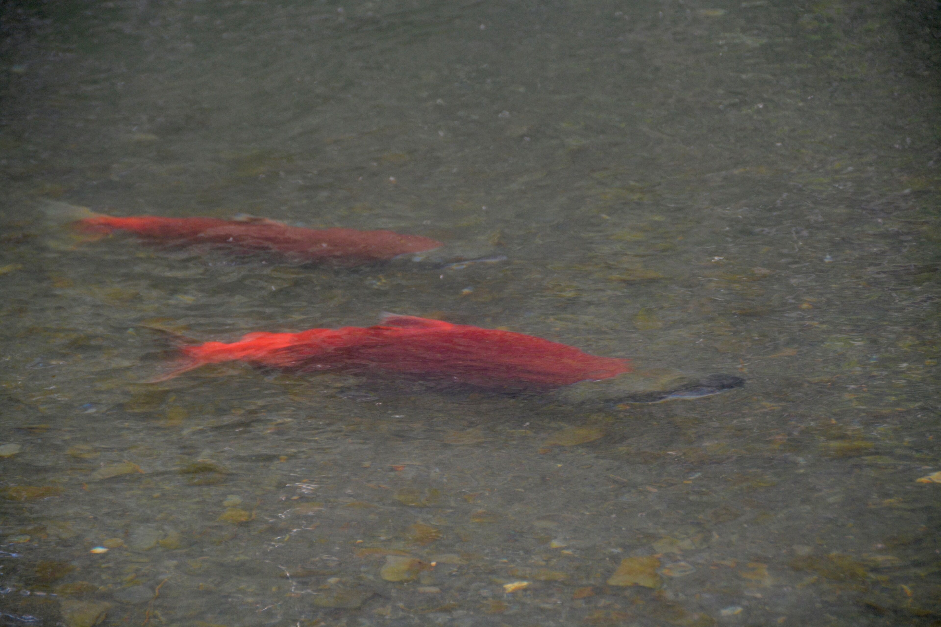 Two red fish swimming in clear water.
