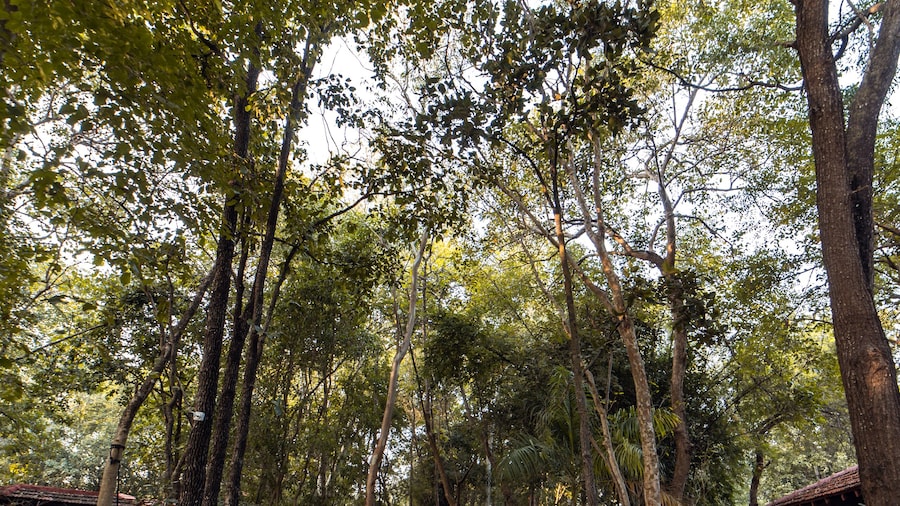 Tiger Trails Resorts