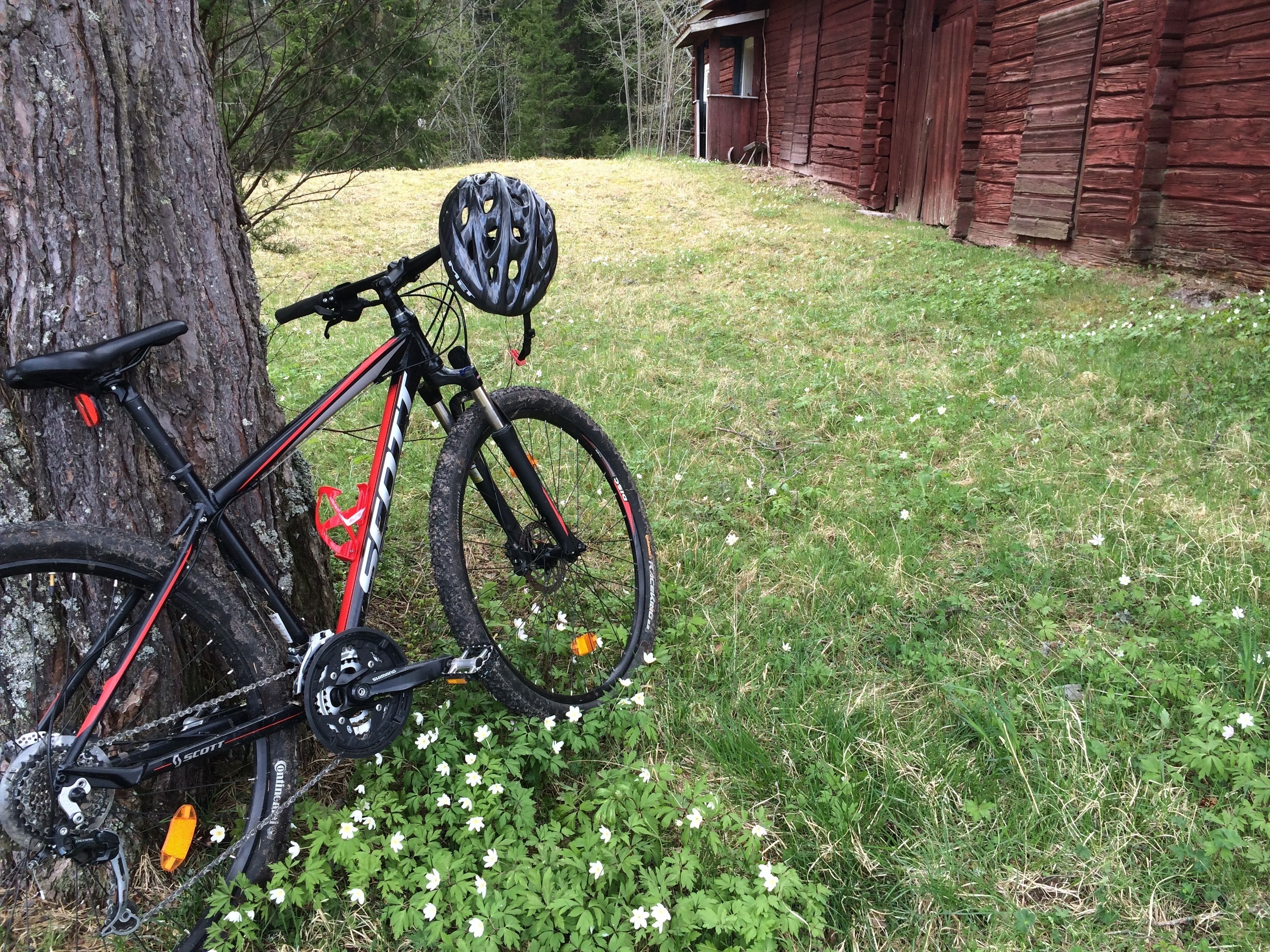 A bicycle parked against a tree in a grassy area with a wooden building in the background.